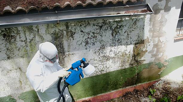 Top rated local Mold Remediation specialists in Linden, MI